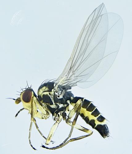 Phytomyza rufipes